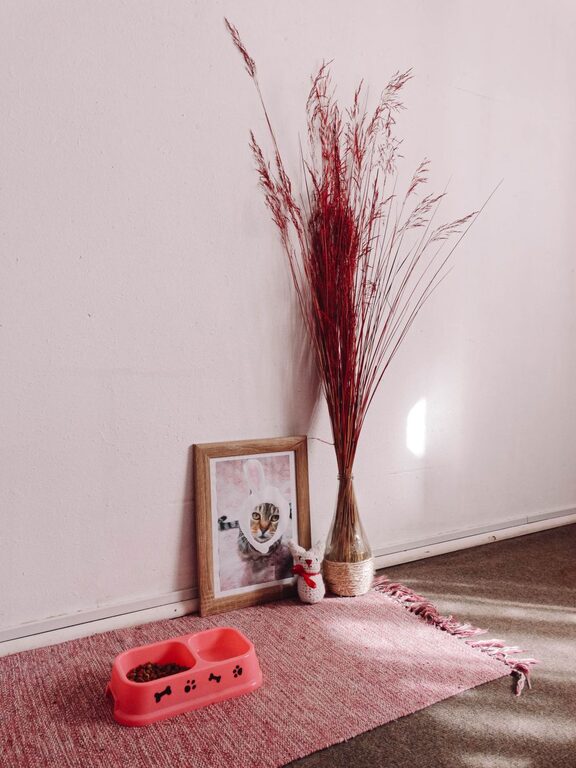 Creating a Cozy Pet-Friendly Home Corner: A Step-by-Step Guide